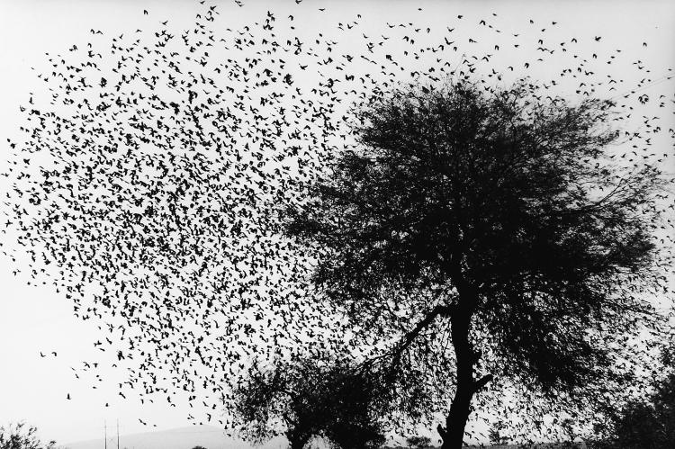 Graciela Iturbide, Homenaje, Mexico, 90’s, Courtesy of the artist